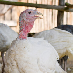 Portrait of white free range turkey on farm