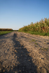 Dusty road leads to horizon along fields of corn