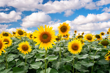 Fototapeta premium Beautiful sunflower on a sunny day with a natural background. Selective focus. agriculture concept background