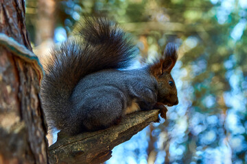 The squirrel jumped onto a branch in a pine forest.
