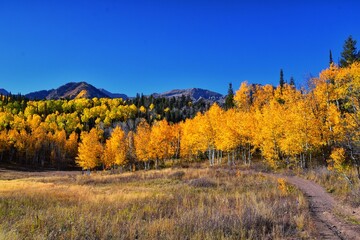 Pine Hollow hiking trail Mountain views by Timpanogos in the Wasatch Mountains Rocky Mountains, Utah. America. 