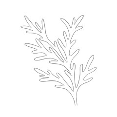romantic flower sketch graphic dusty miller, blooming spring garden isolated on white background