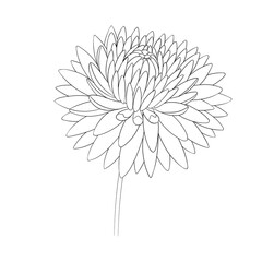 Fototapeta premium romantic flower sketch graphic dahlia, blooming spring garden isolated on white background