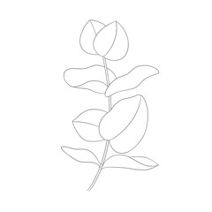 romantic flower sketch graphic eucaliptus, blooming spring garden isolated on white background