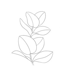 romantic flower sketch graphic eucaliptus, blooming spring garden isolated on white background