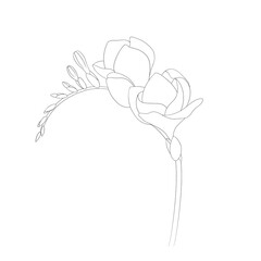 romantic flower sketch graphic freesia, blooming spring garden isolated on white background