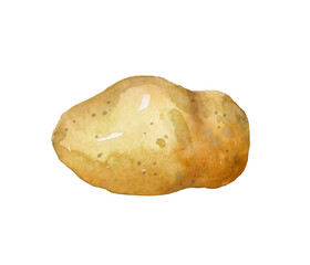 Watercolor set with cut potatoes. Hand-drawn illustration isolated on the white background