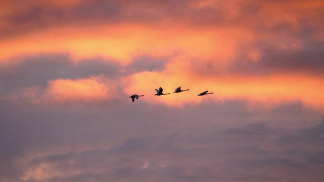 Geese fly in the sky during sunset against the background of a multi colored sky. Migration of wild geese in autumn.