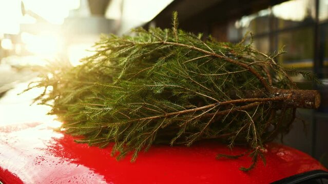 Christmas tree tied to the roof of a red car close-up