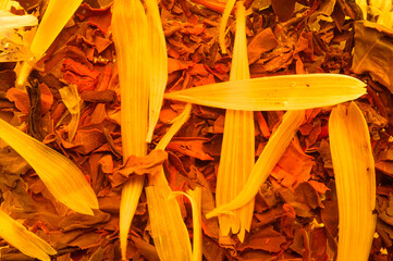 immerged russian earl grey (lady grey) tea leaves with bergamot, orange peel, lemon peel, cornflower, marigold top view