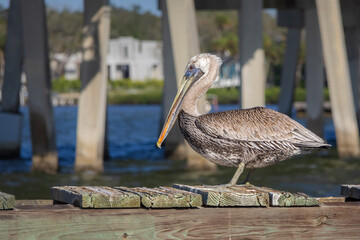 Perched Pelican in Roberts Bay Sarasota Florida