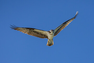 Osprey in Flight over Lido Beach Florida