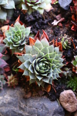 rojnik Grey Lady sempervivum