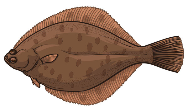 recommend clip art: Vector illustration of flounder. Flatfish isolated on a white background.