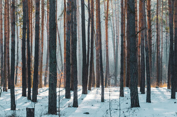 Pine tree trunks in the foggy winter forest.