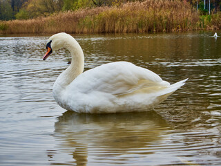 
A lone swan swims alone.