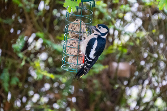 Great spotted woodpecker bird hanging and eating on a feeder with fat balls hanging in the garden in winter