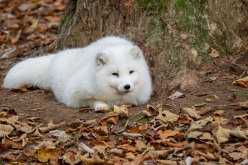 Fototapeta premium artic fox in automn on leaves in a forest