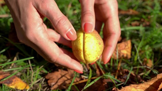 Opening a ripe chestnut in autumn, ripe fruits in hands