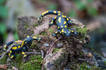 Fire salamander in the forest