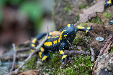 Fire salamander in the forest
