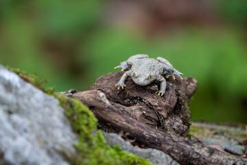 green frog on a tree