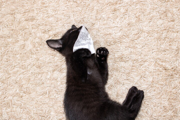 Little black kitten gnawing on piece of paper