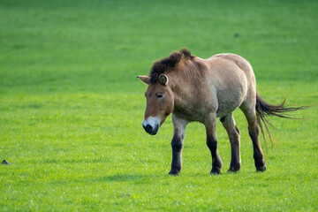 Obraz premium Przewalski's horse in a field
