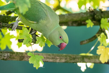 collared budgerigar on a tree