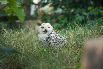 Schneeeule im hohen Gras
