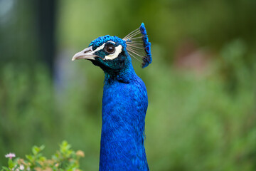 Naklejka premium Portrait eines Pfau im Tierpark