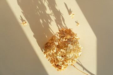Dry orange hydrangea flowers in sunlight and shadow on a beige background top view. Floral greeting...