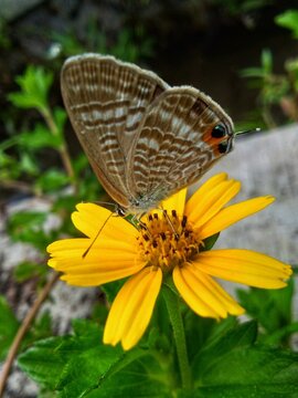 A butterfly sucking nectar from a daisy 