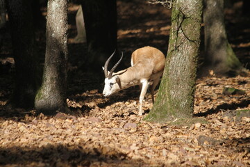 deer in forest