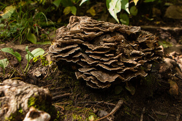 Champignon qui ressemble à de l'écorce poussant au sol