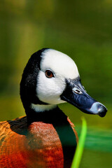 portrait of a goose