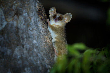 Grey Mouse Lemur - Microcebus murinus also Gray or Lesser mouse lemur, night lemur on the tree, dark black Kirindy Forest, endemic animal in Madagascar, small mammal with big eyes on the tree trunk. © phototrip.cz