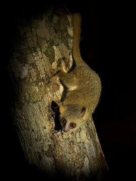 Grey Mouse Lemur - Microcebus murinus also Gray or Lesser mouse lemur, night lemur on the tree, dark black Kirindy Forest, endemic animal in Madagascar, small mammal with big eyes on the tree trunk.
