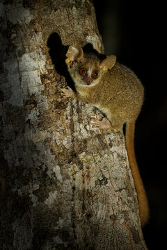 Grey Mouse Lemur - Microcebus murinus also Gray or Lesser mouse lemur, night lemur on the tree, dark black Kirindy Forest, endemic animal in Madagascar, small mammal with big eyes on the tree trunk.
