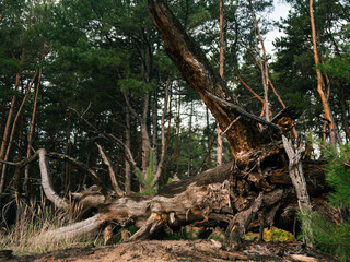 the root of a tree that fell in a coniferous forest. an old fallen tree. a huge tree root in the forest.