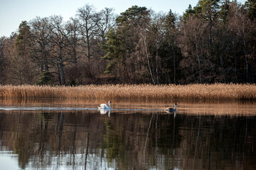 swans on the lake, sweden, sverige, värmdö