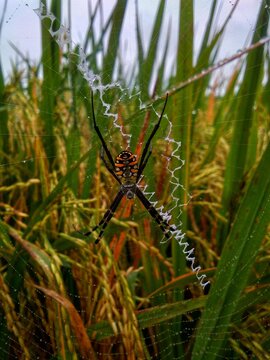A spider is standing guard in its web, waiting for its prey to pass