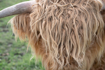 Close up and detail shot of the hairy head of a highland cattle. The brown hair is long and covers the eyes.