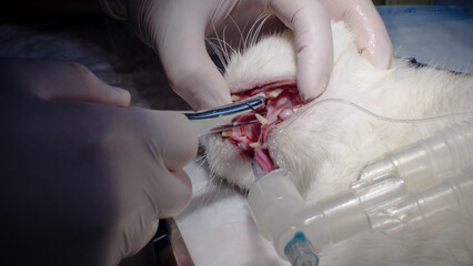 A cat has a tooth removed under anesthesia. The cat lies on a table with a tracheal tube while the...