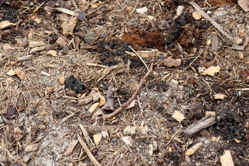 close up of prepared soil in vegetable garden