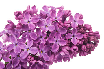 Obraz premium Lilac flowers isolated on white background.