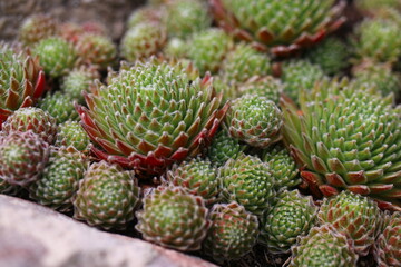 Fototapeta premium Sempervivum arachnoideum 'Koko Flanel' rojnik pajęczynowaty