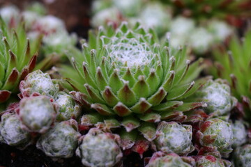 Sempervivum arachnoideum 'Koko Flanel' rojnik pajęczynowaty