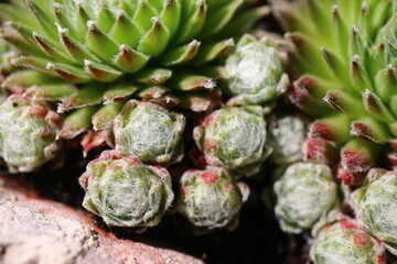 Sempervivum arachnoideum 'Koko Flanel' rojnik pajęczynowaty