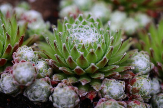 Sempervivum arachnoideum 'Koko Flanel' rojnik pajęczynowaty